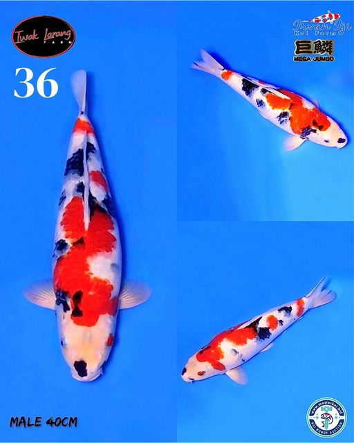 Lelang Koi Online, Jual Beli Ikan Koi, Pusat Jual Beli Koi, Info Lelang Koi Hari Ini, Platform Jual Beli Koi, Jual Beli Ikan Koi Online, Marketplace Ikan Koi, Jual Koi Terbaik, Tempat Beli Koi Berkualitas, Pasar Ikan Koi Online Terpercaya, Penjual Ikan Koi Terpercaya, Beli Koi Hias Online, Ikan Koi untuk Dijual, Koi Kualitas Terbaik, Toko Online Ikan Koi, Koi Hias Untuk Dijual, Jual Beli Ikan Koi Lokal, Koi Indonesia Online, Pusat Jual Beli Koi Terbesar