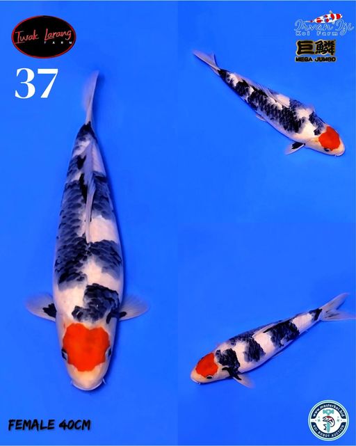 Lelang Koi Online, Jual Beli Ikan Koi, Pusat Jual Beli Koi, Info Lelang Koi Hari Ini, Platform Jual Beli Koi, Jual Beli Ikan Koi Online, Marketplace Ikan Koi, Jual Koi Terbaik, Tempat Beli Koi Berkualitas, Pasar Ikan Koi Online Terpercaya, Penjual Ikan Koi Terpercaya, Beli Koi Hias Online, Ikan Koi untuk Dijual, Koi Kualitas Terbaik, Toko Online Ikan Koi, Koi Hias Untuk Dijual, Jual Beli Ikan Koi Lokal, Koi Indonesia Online, Pusat Jual Beli Koi Terbesar