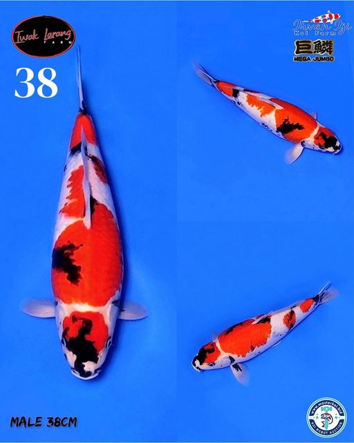Lelang Koi Online, Jual Beli Ikan Koi, Pusat Jual Beli Koi, Info Lelang Koi Hari Ini, Platform Jual Beli Koi, Jual Beli Ikan Koi Online, Marketplace Ikan Koi, Jual Koi Terbaik, Tempat Beli Koi Berkualitas, Pasar Ikan Koi Online Terpercaya, Penjual Ikan Koi Terpercaya, Beli Koi Hias Online, Ikan Koi untuk Dijual, Koi Kualitas Terbaik, Toko Online Ikan Koi, Koi Hias Untuk Dijual, Jual Beli Ikan Koi Lokal, Koi Indonesia Online, Pusat Jual Beli Koi Terbesar