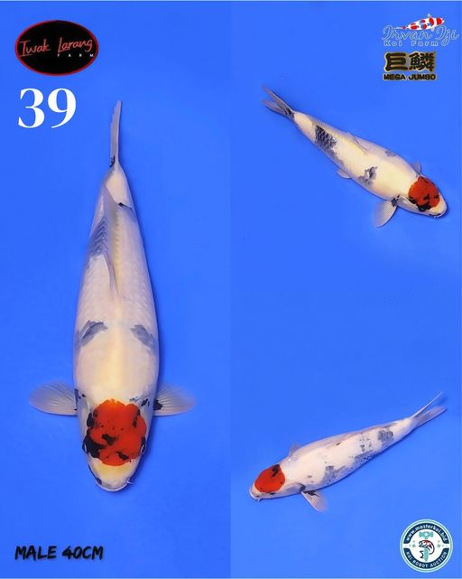 Lelang Koi Online, Jual Beli Ikan Koi, Pusat Jual Beli Koi, Info Lelang Koi Hari Ini, Platform Jual Beli Koi, Jual Beli Ikan Koi Online, Marketplace Ikan Koi, Jual Koi Terbaik, Tempat Beli Koi Berkualitas, Pasar Ikan Koi Online Terpercaya, Penjual Ikan Koi Terpercaya, Beli Koi Hias Online, Ikan Koi untuk Dijual, Koi Kualitas Terbaik, Toko Online Ikan Koi, Koi Hias Untuk Dijual, Jual Beli Ikan Koi Lokal, Koi Indonesia Online, Pusat Jual Beli Koi Terbesar