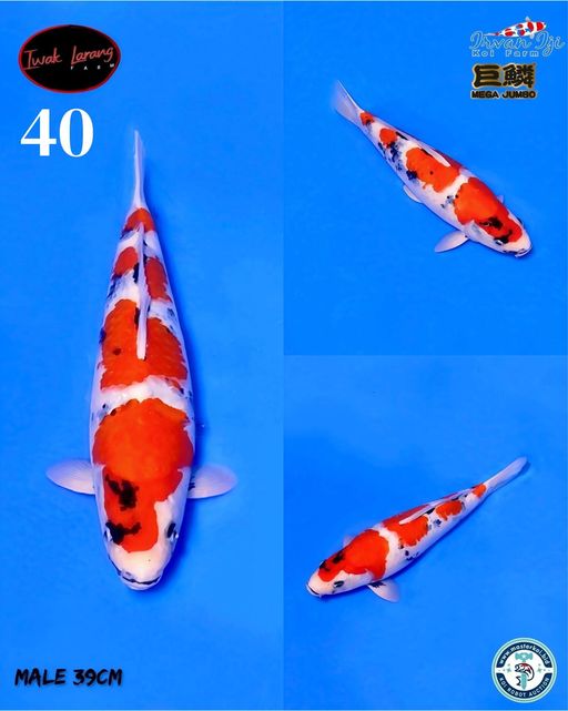 Lelang Koi Online, Jual Beli Ikan Koi, Pusat Jual Beli Koi, Info Lelang Koi Hari Ini, Platform Jual Beli Koi, Jual Beli Ikan Koi Online, Marketplace Ikan Koi, Jual Koi Terbaik, Tempat Beli Koi Berkualitas, Pasar Ikan Koi Online Terpercaya, Penjual Ikan Koi Terpercaya, Beli Koi Hias Online, Ikan Koi untuk Dijual, Koi Kualitas Terbaik, Toko Online Ikan Koi, Koi Hias Untuk Dijual, Jual Beli Ikan Koi Lokal, Koi Indonesia Online, Pusat Jual Beli Koi Terbesar