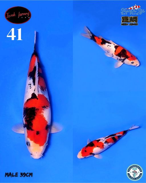 Lelang Koi Online, Jual Beli Ikan Koi, Pusat Jual Beli Koi, Info Lelang Koi Hari Ini, Platform Jual Beli Koi, Jual Beli Ikan Koi Online, Marketplace Ikan Koi, Jual Koi Terbaik, Tempat Beli Koi Berkualitas, Pasar Ikan Koi Online Terpercaya, Penjual Ikan Koi Terpercaya, Beli Koi Hias Online, Ikan Koi untuk Dijual, Koi Kualitas Terbaik, Toko Online Ikan Koi, Koi Hias Untuk Dijual, Jual Beli Ikan Koi Lokal, Koi Indonesia Online, Pusat Jual Beli Koi Terbesar