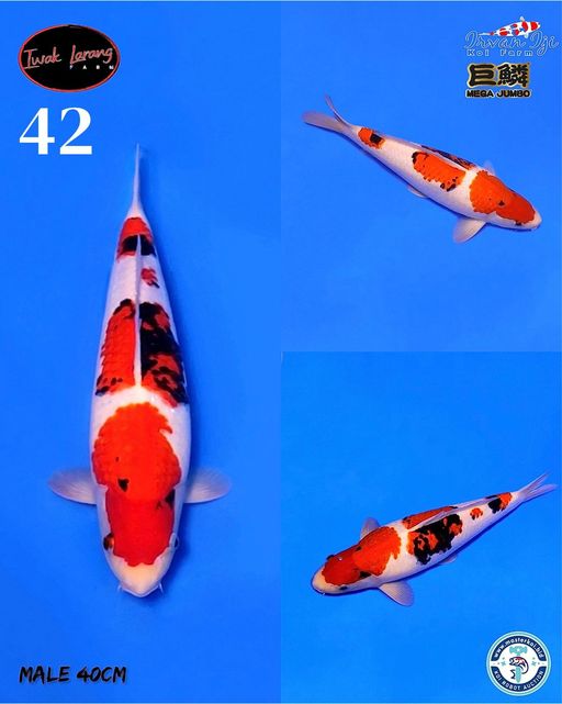 Lelang Koi Online, Jual Beli Ikan Koi, Pusat Jual Beli Koi, Info Lelang Koi Hari Ini, Platform Jual Beli Koi, Jual Beli Ikan Koi Online, Marketplace Ikan Koi, Jual Koi Terbaik, Tempat Beli Koi Berkualitas, Pasar Ikan Koi Online Terpercaya, Penjual Ikan Koi Terpercaya, Beli Koi Hias Online, Ikan Koi untuk Dijual, Koi Kualitas Terbaik, Toko Online Ikan Koi, Koi Hias Untuk Dijual, Jual Beli Ikan Koi Lokal, Koi Indonesia Online, Pusat Jual Beli Koi Terbesar
