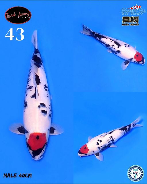 Lelang Koi Online, Jual Beli Ikan Koi, Pusat Jual Beli Koi, Info Lelang Koi Hari Ini, Platform Jual Beli Koi, Jual Beli Ikan Koi Online, Marketplace Ikan Koi, Jual Koi Terbaik, Tempat Beli Koi Berkualitas, Pasar Ikan Koi Online Terpercaya, Penjual Ikan Koi Terpercaya, Beli Koi Hias Online, Ikan Koi untuk Dijual, Koi Kualitas Terbaik, Toko Online Ikan Koi, Koi Hias Untuk Dijual, Jual Beli Ikan Koi Lokal, Koi Indonesia Online, Pusat Jual Beli Koi Terbesar