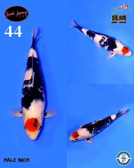 Lelang Koi Online, Jual Beli Ikan Koi, Pusat Jual Beli Koi, Info Lelang Koi Hari Ini, Platform Jual Beli Koi, Jual Beli Ikan Koi Online, Marketplace Ikan Koi, Jual Koi Terbaik, Tempat Beli Koi Berkualitas, Pasar Ikan Koi Online Terpercaya, Penjual Ikan Koi Terpercaya, Beli Koi Hias Online, Ikan Koi untuk Dijual, Koi Kualitas Terbaik, Toko Online Ikan Koi, Koi Hias Untuk Dijual, Jual Beli Ikan Koi Lokal, Koi Indonesia Online, Pusat Jual Beli Koi Terbesar