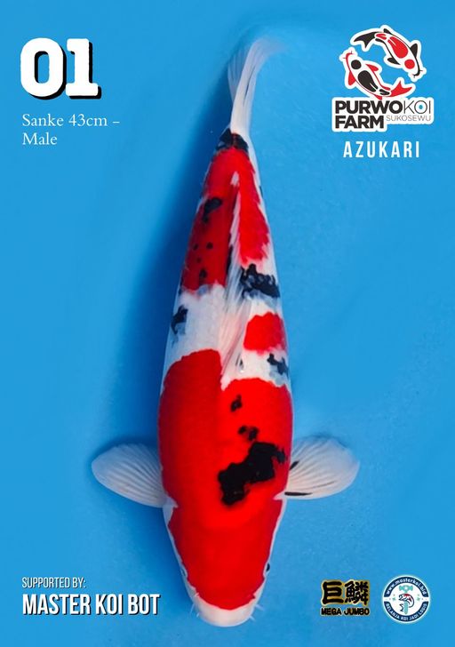 Lelang Koi Online, Jual Beli Ikan Koi, Pusat Jual Beli Koi, Info Lelang Koi Hari Ini, Platform Jual Beli Koi, Jual Beli Ikan Koi Online, Marketplace Ikan Koi, Jual Koi Terbaik, Tempat Beli Koi Berkualitas, Pasar Ikan Koi Online Terpercaya, Penjual Ikan Koi Terpercaya, Beli Koi Hias Online, Ikan Koi untuk Dijual, Koi Kualitas Terbaik, Toko Online Ikan Koi, Koi Hias Untuk Dijual, Jual Beli Ikan Koi Lokal, Koi Indonesia Online, Pusat Jual Beli Koi Terbesar