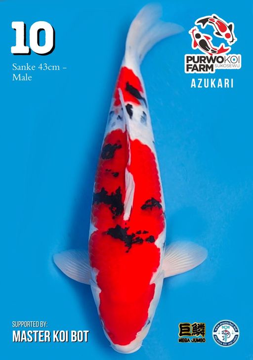 Lelang Koi Online, Jual Beli Ikan Koi, Pusat Jual Beli Koi, Info Lelang Koi Hari Ini, Platform Jual Beli Koi, Jual Beli Ikan Koi Online, Marketplace Ikan Koi, Jual Koi Terbaik, Tempat Beli Koi Berkualitas, Pasar Ikan Koi Online Terpercaya, Penjual Ikan Koi Terpercaya, Beli Koi Hias Online, Ikan Koi untuk Dijual, Koi Kualitas Terbaik, Toko Online Ikan Koi, Koi Hias Untuk Dijual, Jual Beli Ikan Koi Lokal, Koi Indonesia Online, Pusat Jual Beli Koi Terbesar