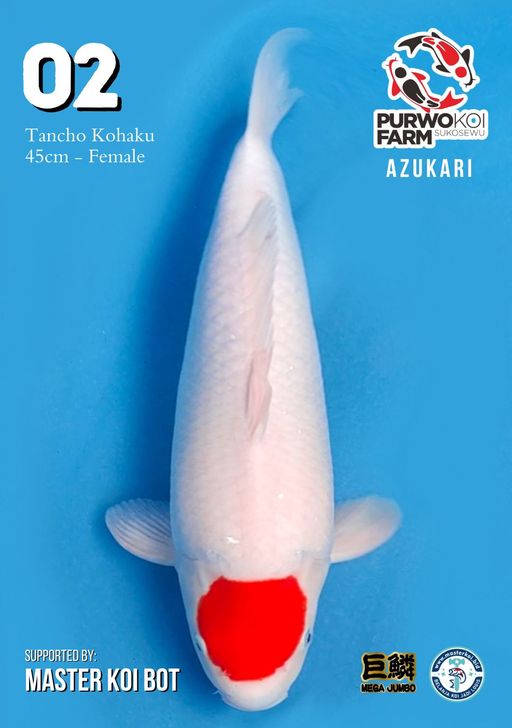 Lelang Koi Online, Jual Beli Ikan Koi, Pusat Jual Beli Koi, Info Lelang Koi Hari Ini, Platform Jual Beli Koi, Jual Beli Ikan Koi Online, Marketplace Ikan Koi, Jual Koi Terbaik, Tempat Beli Koi Berkualitas, Pasar Ikan Koi Online Terpercaya, Penjual Ikan Koi Terpercaya, Beli Koi Hias Online, Ikan Koi untuk Dijual, Koi Kualitas Terbaik, Toko Online Ikan Koi, Koi Hias Untuk Dijual, Jual Beli Ikan Koi Lokal, Koi Indonesia Online, Pusat Jual Beli Koi Terbesar