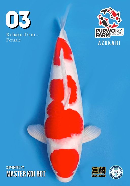 Lelang Koi Online, Jual Beli Ikan Koi, Pusat Jual Beli Koi, Info Lelang Koi Hari Ini, Platform Jual Beli Koi, Jual Beli Ikan Koi Online, Marketplace Ikan Koi, Jual Koi Terbaik, Tempat Beli Koi Berkualitas, Pasar Ikan Koi Online Terpercaya, Penjual Ikan Koi Terpercaya, Beli Koi Hias Online, Ikan Koi untuk Dijual, Koi Kualitas Terbaik, Toko Online Ikan Koi, Koi Hias Untuk Dijual, Jual Beli Ikan Koi Lokal, Koi Indonesia Online, Pusat Jual Beli Koi Terbesar