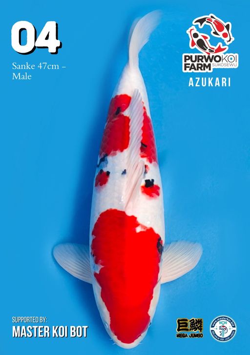 Lelang Koi Online, Jual Beli Ikan Koi, Pusat Jual Beli Koi, Info Lelang Koi Hari Ini, Platform Jual Beli Koi, Jual Beli Ikan Koi Online, Marketplace Ikan Koi, Jual Koi Terbaik, Tempat Beli Koi Berkualitas, Pasar Ikan Koi Online Terpercaya, Penjual Ikan Koi Terpercaya, Beli Koi Hias Online, Ikan Koi untuk Dijual, Koi Kualitas Terbaik, Toko Online Ikan Koi, Koi Hias Untuk Dijual, Jual Beli Ikan Koi Lokal, Koi Indonesia Online, Pusat Jual Beli Koi Terbesar