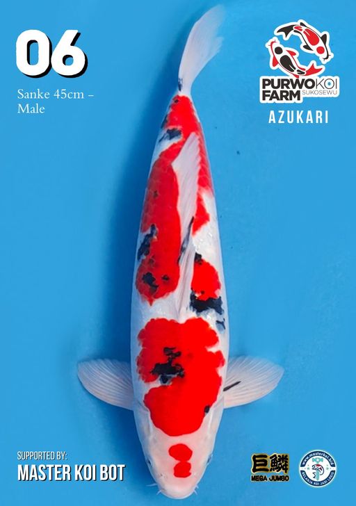 Lelang Koi Online, Jual Beli Ikan Koi, Pusat Jual Beli Koi, Info Lelang Koi Hari Ini, Platform Jual Beli Koi, Jual Beli Ikan Koi Online, Marketplace Ikan Koi, Jual Koi Terbaik, Tempat Beli Koi Berkualitas, Pasar Ikan Koi Online Terpercaya, Penjual Ikan Koi Terpercaya, Beli Koi Hias Online, Ikan Koi untuk Dijual, Koi Kualitas Terbaik, Toko Online Ikan Koi, Koi Hias Untuk Dijual, Jual Beli Ikan Koi Lokal, Koi Indonesia Online, Pusat Jual Beli Koi Terbesar