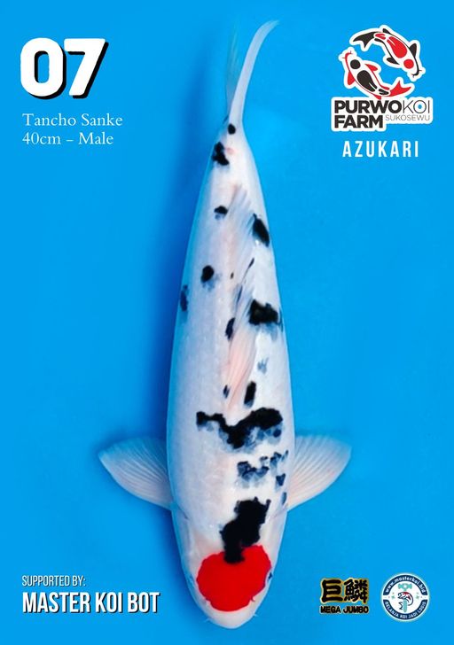 Lelang Koi Online, Jual Beli Ikan Koi, Pusat Jual Beli Koi, Info Lelang Koi Hari Ini, Platform Jual Beli Koi, Jual Beli Ikan Koi Online, Marketplace Ikan Koi, Jual Koi Terbaik, Tempat Beli Koi Berkualitas, Pasar Ikan Koi Online Terpercaya, Penjual Ikan Koi Terpercaya, Beli Koi Hias Online, Ikan Koi untuk Dijual, Koi Kualitas Terbaik, Toko Online Ikan Koi, Koi Hias Untuk Dijual, Jual Beli Ikan Koi Lokal, Koi Indonesia Online, Pusat Jual Beli Koi Terbesar