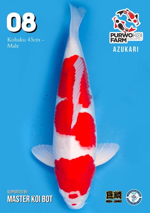 Lelang Koi Online, Jual Beli Ikan Koi, Pusat Jual Beli Koi, Info Lelang Koi Hari Ini, Platform Jual Beli Koi, Jual Beli Ikan Koi Online, Marketplace Ikan Koi, Jual Koi Terbaik, Tempat Beli Koi Berkualitas, Pasar Ikan Koi Online Terpercaya, Penjual Ikan Koi Terpercaya, Beli Koi Hias Online, Ikan Koi untuk Dijual, Koi Kualitas Terbaik, Toko Online Ikan Koi, Koi Hias Untuk Dijual, Jual Beli Ikan Koi Lokal, Koi Indonesia Online, Pusat Jual Beli Koi Terbesar