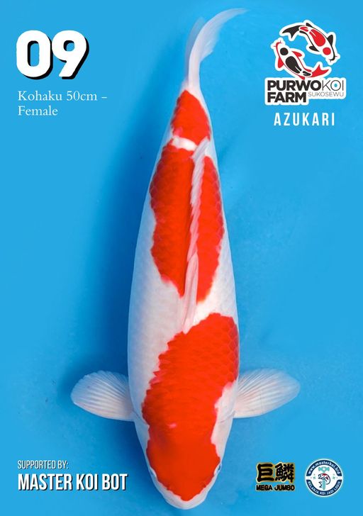 Lelang Koi Online, Jual Beli Ikan Koi, Pusat Jual Beli Koi, Info Lelang Koi Hari Ini, Platform Jual Beli Koi, Jual Beli Ikan Koi Online, Marketplace Ikan Koi, Jual Koi Terbaik, Tempat Beli Koi Berkualitas, Pasar Ikan Koi Online Terpercaya, Penjual Ikan Koi Terpercaya, Beli Koi Hias Online, Ikan Koi untuk Dijual, Koi Kualitas Terbaik, Toko Online Ikan Koi, Koi Hias Untuk Dijual, Jual Beli Ikan Koi Lokal, Koi Indonesia Online, Pusat Jual Beli Koi Terbesar