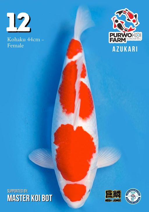 Lelang Koi Online, Jual Beli Ikan Koi, Pusat Jual Beli Koi, Info Lelang Koi Hari Ini, Platform Jual Beli Koi, Jual Beli Ikan Koi Online, Marketplace Ikan Koi, Jual Koi Terbaik, Tempat Beli Koi Berkualitas, Pasar Ikan Koi Online Terpercaya, Penjual Ikan Koi Terpercaya, Beli Koi Hias Online, Ikan Koi untuk Dijual, Koi Kualitas Terbaik, Toko Online Ikan Koi, Koi Hias Untuk Dijual, Jual Beli Ikan Koi Lokal, Koi Indonesia Online, Pusat Jual Beli Koi Terbesar