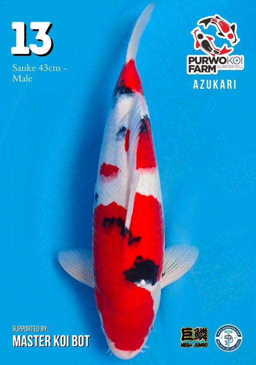 Lelang Koi Online, Jual Beli Ikan Koi, Pusat Jual Beli Koi, Info Lelang Koi Hari Ini, Platform Jual Beli Koi, Jual Beli Ikan Koi Online, Marketplace Ikan Koi, Jual Koi Terbaik, Tempat Beli Koi Berkualitas, Pasar Ikan Koi Online Terpercaya, Penjual Ikan Koi Terpercaya, Beli Koi Hias Online, Ikan Koi untuk Dijual, Koi Kualitas Terbaik, Toko Online Ikan Koi, Koi Hias Untuk Dijual, Jual Beli Ikan Koi Lokal, Koi Indonesia Online, Pusat Jual Beli Koi Terbesar