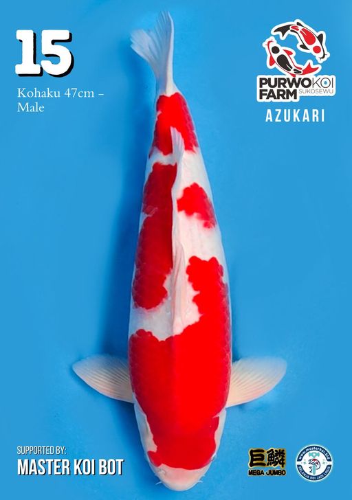 Lelang Koi Online, Jual Beli Ikan Koi, Pusat Jual Beli Koi, Info Lelang Koi Hari Ini, Platform Jual Beli Koi, Jual Beli Ikan Koi Online, Marketplace Ikan Koi, Jual Koi Terbaik, Tempat Beli Koi Berkualitas, Pasar Ikan Koi Online Terpercaya, Penjual Ikan Koi Terpercaya, Beli Koi Hias Online, Ikan Koi untuk Dijual, Koi Kualitas Terbaik, Toko Online Ikan Koi, Koi Hias Untuk Dijual, Jual Beli Ikan Koi Lokal, Koi Indonesia Online, Pusat Jual Beli Koi Terbesar