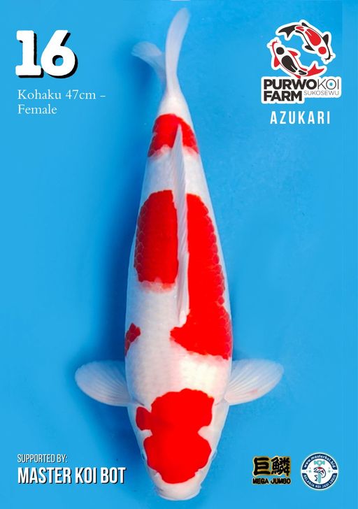 Lelang Koi Online, Jual Beli Ikan Koi, Pusat Jual Beli Koi, Info Lelang Koi Hari Ini, Platform Jual Beli Koi, Jual Beli Ikan Koi Online, Marketplace Ikan Koi, Jual Koi Terbaik, Tempat Beli Koi Berkualitas, Pasar Ikan Koi Online Terpercaya, Penjual Ikan Koi Terpercaya, Beli Koi Hias Online, Ikan Koi untuk Dijual, Koi Kualitas Terbaik, Toko Online Ikan Koi, Koi Hias Untuk Dijual, Jual Beli Ikan Koi Lokal, Koi Indonesia Online, Pusat Jual Beli Koi Terbesar