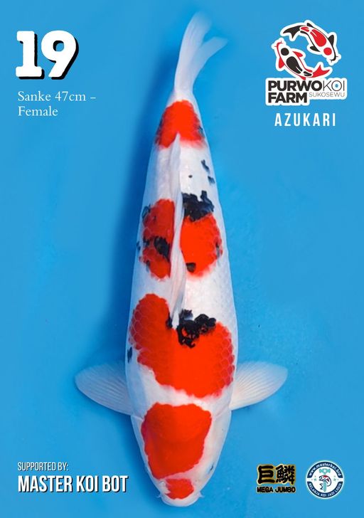 Lelang Koi Online, Jual Beli Ikan Koi, Pusat Jual Beli Koi, Info Lelang Koi Hari Ini, Platform Jual Beli Koi, Jual Beli Ikan Koi Online, Marketplace Ikan Koi, Jual Koi Terbaik, Tempat Beli Koi Berkualitas, Pasar Ikan Koi Online Terpercaya, Penjual Ikan Koi Terpercaya, Beli Koi Hias Online, Ikan Koi untuk Dijual, Koi Kualitas Terbaik, Toko Online Ikan Koi, Koi Hias Untuk Dijual, Jual Beli Ikan Koi Lokal, Koi Indonesia Online, Pusat Jual Beli Koi Terbesar