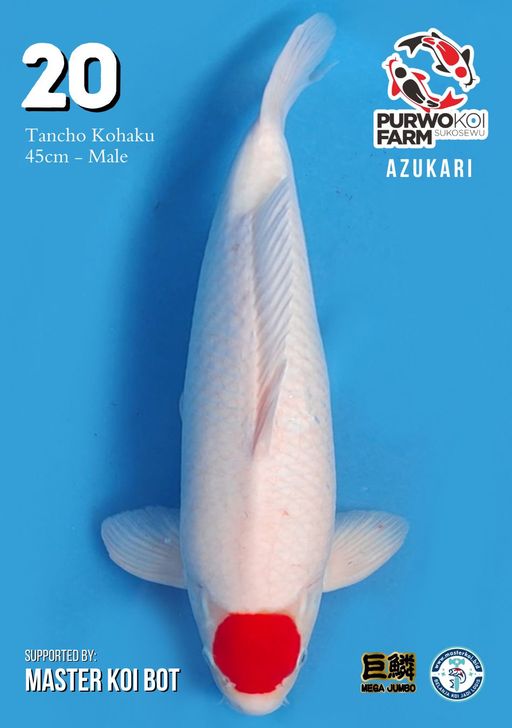 Lelang Koi Online, Jual Beli Ikan Koi, Pusat Jual Beli Koi, Info Lelang Koi Hari Ini, Platform Jual Beli Koi, Jual Beli Ikan Koi Online, Marketplace Ikan Koi, Jual Koi Terbaik, Tempat Beli Koi Berkualitas, Pasar Ikan Koi Online Terpercaya, Penjual Ikan Koi Terpercaya, Beli Koi Hias Online, Ikan Koi untuk Dijual, Koi Kualitas Terbaik, Toko Online Ikan Koi, Koi Hias Untuk Dijual, Jual Beli Ikan Koi Lokal, Koi Indonesia Online, Pusat Jual Beli Koi Terbesar