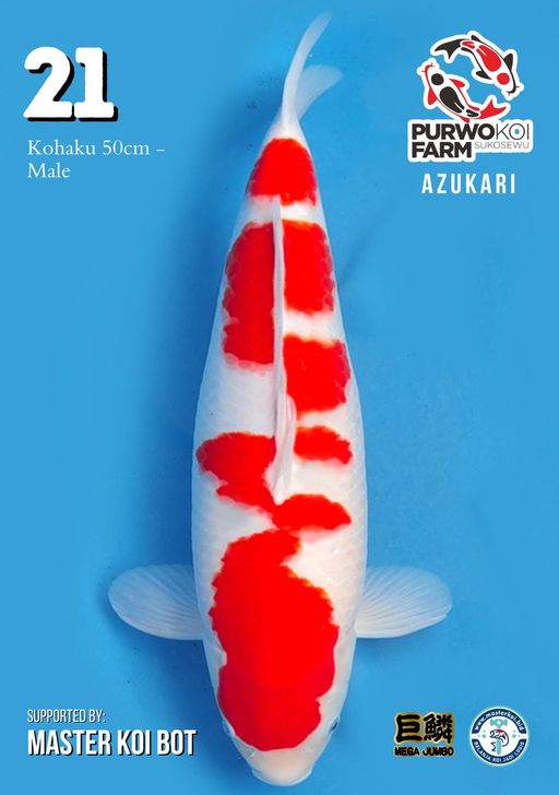 Lelang Koi Online, Jual Beli Ikan Koi, Pusat Jual Beli Koi, Info Lelang Koi Hari Ini, Platform Jual Beli Koi, Jual Beli Ikan Koi Online, Marketplace Ikan Koi, Jual Koi Terbaik, Tempat Beli Koi Berkualitas, Pasar Ikan Koi Online Terpercaya, Penjual Ikan Koi Terpercaya, Beli Koi Hias Online, Ikan Koi untuk Dijual, Koi Kualitas Terbaik, Toko Online Ikan Koi, Koi Hias Untuk Dijual, Jual Beli Ikan Koi Lokal, Koi Indonesia Online, Pusat Jual Beli Koi Terbesar