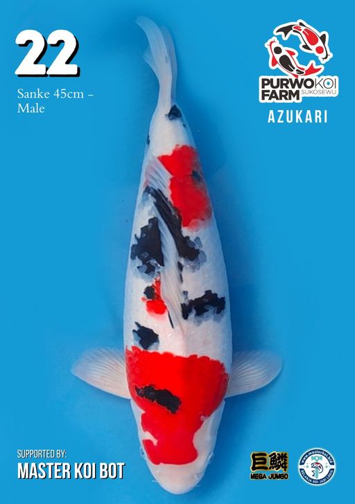 Lelang Koi Online, Jual Beli Ikan Koi, Pusat Jual Beli Koi, Info Lelang Koi Hari Ini, Platform Jual Beli Koi, Jual Beli Ikan Koi Online, Marketplace Ikan Koi, Jual Koi Terbaik, Tempat Beli Koi Berkualitas, Pasar Ikan Koi Online Terpercaya, Penjual Ikan Koi Terpercaya, Beli Koi Hias Online, Ikan Koi untuk Dijual, Koi Kualitas Terbaik, Toko Online Ikan Koi, Koi Hias Untuk Dijual, Jual Beli Ikan Koi Lokal, Koi Indonesia Online, Pusat Jual Beli Koi Terbesar