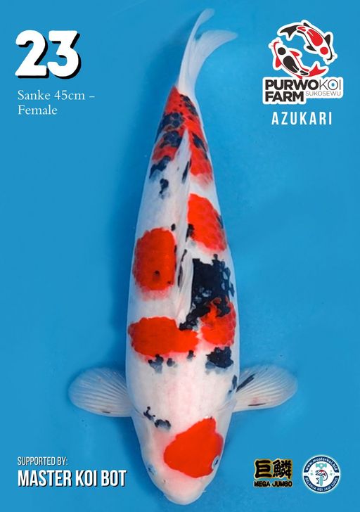 Lelang Koi Online, Jual Beli Ikan Koi, Pusat Jual Beli Koi, Info Lelang Koi Hari Ini, Platform Jual Beli Koi, Jual Beli Ikan Koi Online, Marketplace Ikan Koi, Jual Koi Terbaik, Tempat Beli Koi Berkualitas, Pasar Ikan Koi Online Terpercaya, Penjual Ikan Koi Terpercaya, Beli Koi Hias Online, Ikan Koi untuk Dijual, Koi Kualitas Terbaik, Toko Online Ikan Koi, Koi Hias Untuk Dijual, Jual Beli Ikan Koi Lokal, Koi Indonesia Online, Pusat Jual Beli Koi Terbesar