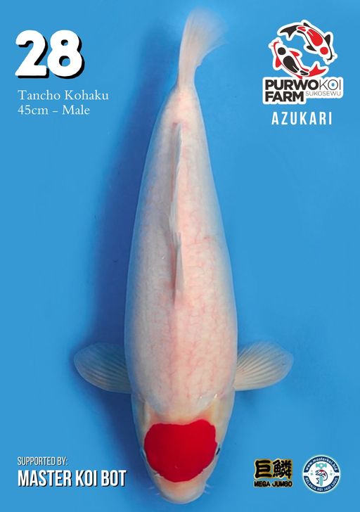 Lelang Koi Online, Jual Beli Ikan Koi, Pusat Jual Beli Koi, Info Lelang Koi Hari Ini, Platform Jual Beli Koi, Jual Beli Ikan Koi Online, Marketplace Ikan Koi, Jual Koi Terbaik, Tempat Beli Koi Berkualitas, Pasar Ikan Koi Online Terpercaya, Penjual Ikan Koi Terpercaya, Beli Koi Hias Online, Ikan Koi untuk Dijual, Koi Kualitas Terbaik, Toko Online Ikan Koi, Koi Hias Untuk Dijual, Jual Beli Ikan Koi Lokal, Koi Indonesia Online, Pusat Jual Beli Koi Terbesar