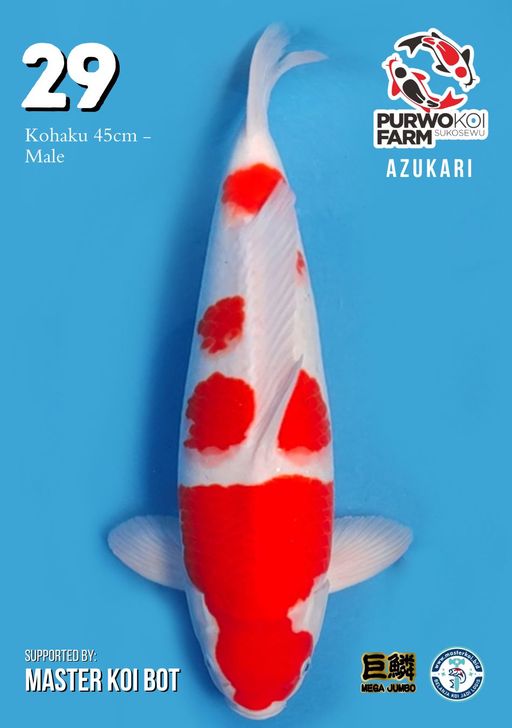 Lelang Koi Online, Jual Beli Ikan Koi, Pusat Jual Beli Koi, Info Lelang Koi Hari Ini, Platform Jual Beli Koi, Jual Beli Ikan Koi Online, Marketplace Ikan Koi, Jual Koi Terbaik, Tempat Beli Koi Berkualitas, Pasar Ikan Koi Online Terpercaya, Penjual Ikan Koi Terpercaya, Beli Koi Hias Online, Ikan Koi untuk Dijual, Koi Kualitas Terbaik, Toko Online Ikan Koi, Koi Hias Untuk Dijual, Jual Beli Ikan Koi Lokal, Koi Indonesia Online, Pusat Jual Beli Koi Terbesar