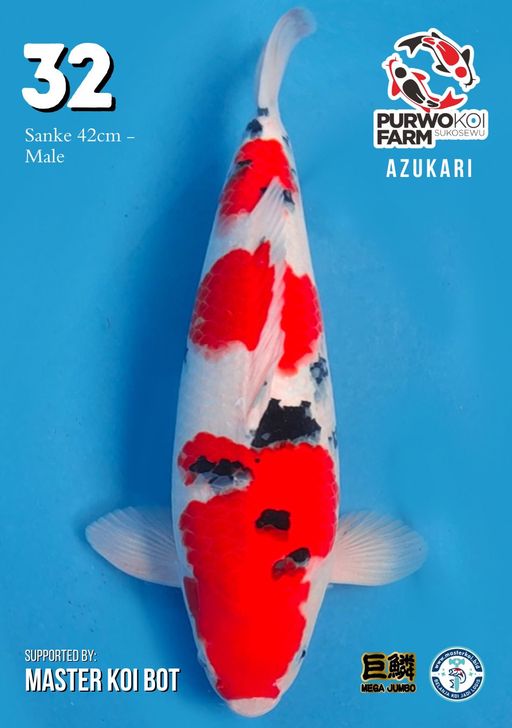 Lelang Koi Online, Jual Beli Ikan Koi, Pusat Jual Beli Koi, Info Lelang Koi Hari Ini, Platform Jual Beli Koi, Jual Beli Ikan Koi Online, Marketplace Ikan Koi, Jual Koi Terbaik, Tempat Beli Koi Berkualitas, Pasar Ikan Koi Online Terpercaya, Penjual Ikan Koi Terpercaya, Beli Koi Hias Online, Ikan Koi untuk Dijual, Koi Kualitas Terbaik, Toko Online Ikan Koi, Koi Hias Untuk Dijual, Jual Beli Ikan Koi Lokal, Koi Indonesia Online, Pusat Jual Beli Koi Terbesar