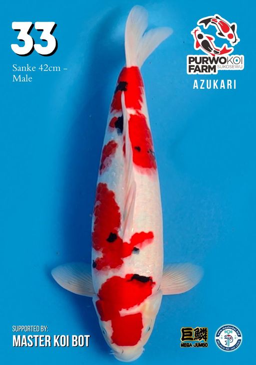 Lelang Koi Online, Jual Beli Ikan Koi, Pusat Jual Beli Koi, Info Lelang Koi Hari Ini, Platform Jual Beli Koi, Jual Beli Ikan Koi Online, Marketplace Ikan Koi, Jual Koi Terbaik, Tempat Beli Koi Berkualitas, Pasar Ikan Koi Online Terpercaya, Penjual Ikan Koi Terpercaya, Beli Koi Hias Online, Ikan Koi untuk Dijual, Koi Kualitas Terbaik, Toko Online Ikan Koi, Koi Hias Untuk Dijual, Jual Beli Ikan Koi Lokal, Koi Indonesia Online, Pusat Jual Beli Koi Terbesar