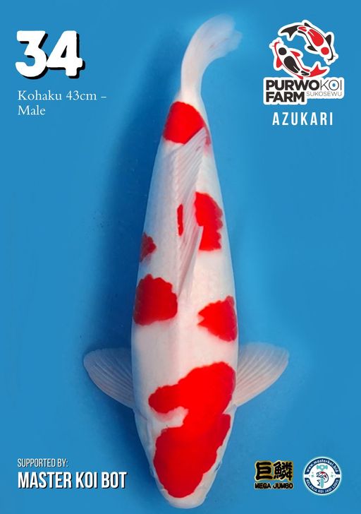 Lelang Koi Online, Jual Beli Ikan Koi, Pusat Jual Beli Koi, Info Lelang Koi Hari Ini, Platform Jual Beli Koi, Jual Beli Ikan Koi Online, Marketplace Ikan Koi, Jual Koi Terbaik, Tempat Beli Koi Berkualitas, Pasar Ikan Koi Online Terpercaya, Penjual Ikan Koi Terpercaya, Beli Koi Hias Online, Ikan Koi untuk Dijual, Koi Kualitas Terbaik, Toko Online Ikan Koi, Koi Hias Untuk Dijual, Jual Beli Ikan Koi Lokal, Koi Indonesia Online, Pusat Jual Beli Koi Terbesar