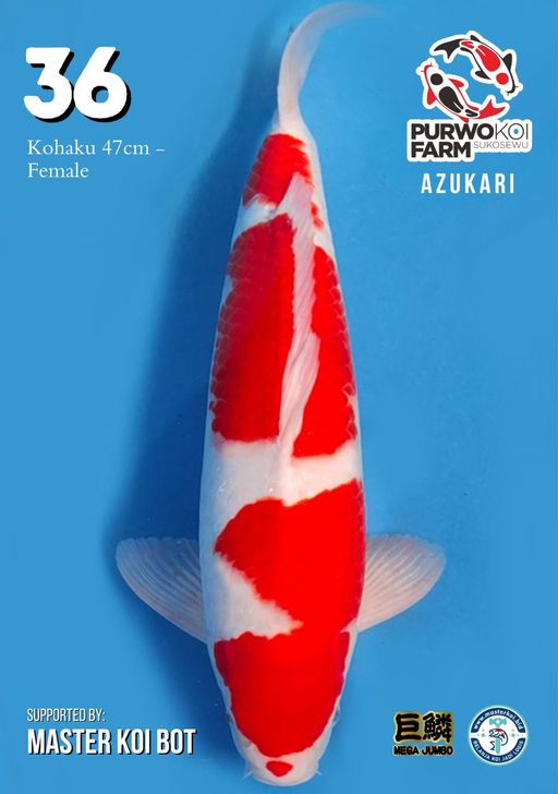 Lelang Koi Online, Jual Beli Ikan Koi, Pusat Jual Beli Koi, Info Lelang Koi Hari Ini, Platform Jual Beli Koi, Jual Beli Ikan Koi Online, Marketplace Ikan Koi, Jual Koi Terbaik, Tempat Beli Koi Berkualitas, Pasar Ikan Koi Online Terpercaya, Penjual Ikan Koi Terpercaya, Beli Koi Hias Online, Ikan Koi untuk Dijual, Koi Kualitas Terbaik, Toko Online Ikan Koi, Koi Hias Untuk Dijual, Jual Beli Ikan Koi Lokal, Koi Indonesia Online, Pusat Jual Beli Koi Terbesar