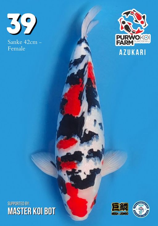 Lelang Koi Online, Jual Beli Ikan Koi, Pusat Jual Beli Koi, Info Lelang Koi Hari Ini, Platform Jual Beli Koi, Jual Beli Ikan Koi Online, Marketplace Ikan Koi, Jual Koi Terbaik, Tempat Beli Koi Berkualitas, Pasar Ikan Koi Online Terpercaya, Penjual Ikan Koi Terpercaya, Beli Koi Hias Online, Ikan Koi untuk Dijual, Koi Kualitas Terbaik, Toko Online Ikan Koi, Koi Hias Untuk Dijual, Jual Beli Ikan Koi Lokal, Koi Indonesia Online, Pusat Jual Beli Koi Terbesar