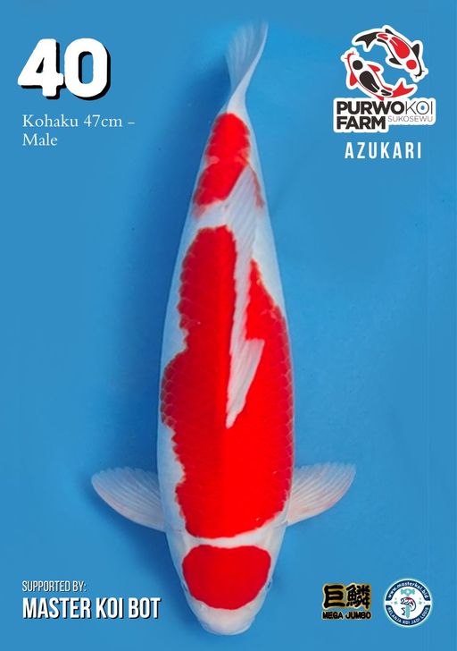 Lelang Koi Online, Jual Beli Ikan Koi, Pusat Jual Beli Koi, Info Lelang Koi Hari Ini, Platform Jual Beli Koi, Jual Beli Ikan Koi Online, Marketplace Ikan Koi, Jual Koi Terbaik, Tempat Beli Koi Berkualitas, Pasar Ikan Koi Online Terpercaya, Penjual Ikan Koi Terpercaya, Beli Koi Hias Online, Ikan Koi untuk Dijual, Koi Kualitas Terbaik, Toko Online Ikan Koi, Koi Hias Untuk Dijual, Jual Beli Ikan Koi Lokal, Koi Indonesia Online, Pusat Jual Beli Koi Terbesar