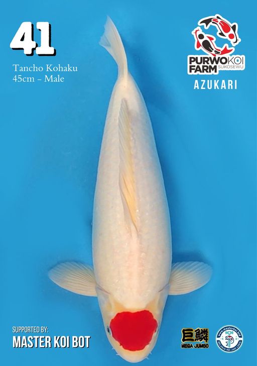 Lelang Koi Online, Jual Beli Ikan Koi, Pusat Jual Beli Koi, Info Lelang Koi Hari Ini, Platform Jual Beli Koi, Jual Beli Ikan Koi Online, Marketplace Ikan Koi, Jual Koi Terbaik, Tempat Beli Koi Berkualitas, Pasar Ikan Koi Online Terpercaya, Penjual Ikan Koi Terpercaya, Beli Koi Hias Online, Ikan Koi untuk Dijual, Koi Kualitas Terbaik, Toko Online Ikan Koi, Koi Hias Untuk Dijual, Jual Beli Ikan Koi Lokal, Koi Indonesia Online, Pusat Jual Beli Koi Terbesar