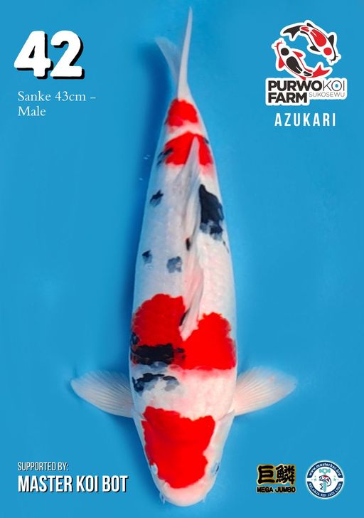 Lelang Koi Online, Jual Beli Ikan Koi, Pusat Jual Beli Koi, Info Lelang Koi Hari Ini, Platform Jual Beli Koi, Jual Beli Ikan Koi Online, Marketplace Ikan Koi, Jual Koi Terbaik, Tempat Beli Koi Berkualitas, Pasar Ikan Koi Online Terpercaya, Penjual Ikan Koi Terpercaya, Beli Koi Hias Online, Ikan Koi untuk Dijual, Koi Kualitas Terbaik, Toko Online Ikan Koi, Koi Hias Untuk Dijual, Jual Beli Ikan Koi Lokal, Koi Indonesia Online, Pusat Jual Beli Koi Terbesar