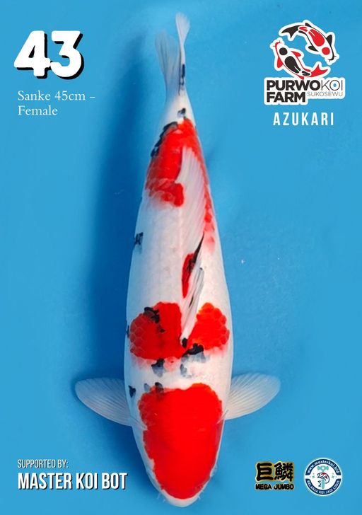 Lelang Koi Online, Jual Beli Ikan Koi, Pusat Jual Beli Koi, Info Lelang Koi Hari Ini, Platform Jual Beli Koi, Jual Beli Ikan Koi Online, Marketplace Ikan Koi, Jual Koi Terbaik, Tempat Beli Koi Berkualitas, Pasar Ikan Koi Online Terpercaya, Penjual Ikan Koi Terpercaya, Beli Koi Hias Online, Ikan Koi untuk Dijual, Koi Kualitas Terbaik, Toko Online Ikan Koi, Koi Hias Untuk Dijual, Jual Beli Ikan Koi Lokal, Koi Indonesia Online, Pusat Jual Beli Koi Terbesar