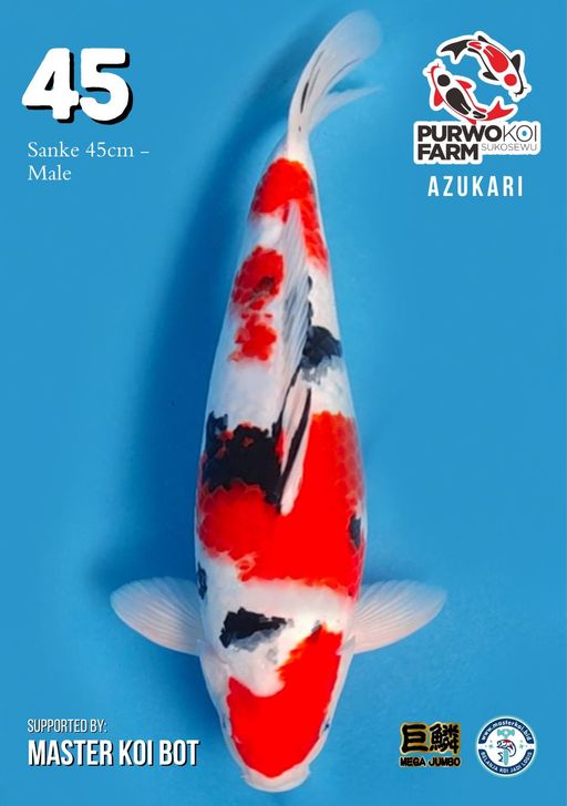 Lelang Koi Online, Jual Beli Ikan Koi, Pusat Jual Beli Koi, Info Lelang Koi Hari Ini, Platform Jual Beli Koi, Jual Beli Ikan Koi Online, Marketplace Ikan Koi, Jual Koi Terbaik, Tempat Beli Koi Berkualitas, Pasar Ikan Koi Online Terpercaya, Penjual Ikan Koi Terpercaya, Beli Koi Hias Online, Ikan Koi untuk Dijual, Koi Kualitas Terbaik, Toko Online Ikan Koi, Koi Hias Untuk Dijual, Jual Beli Ikan Koi Lokal, Koi Indonesia Online, Pusat Jual Beli Koi Terbesar