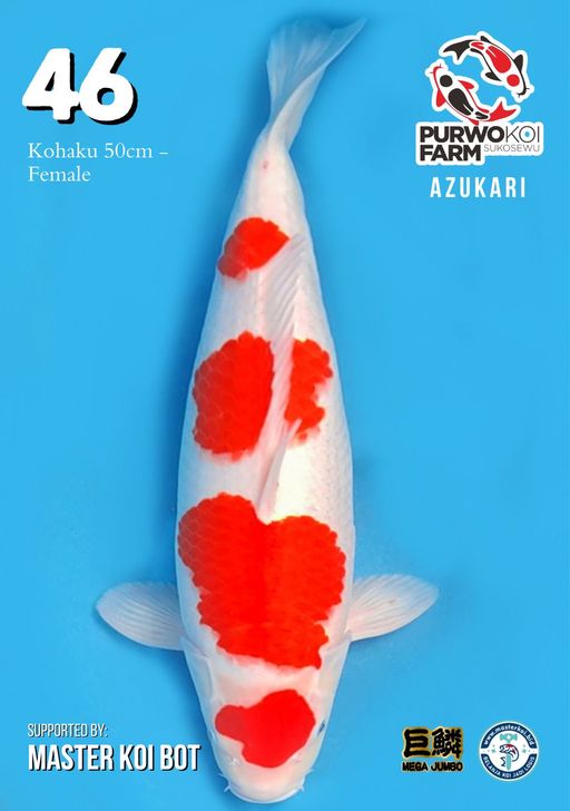 Lelang Koi Online, Jual Beli Ikan Koi, Pusat Jual Beli Koi, Info Lelang Koi Hari Ini, Platform Jual Beli Koi, Jual Beli Ikan Koi Online, Marketplace Ikan Koi, Jual Koi Terbaik, Tempat Beli Koi Berkualitas, Pasar Ikan Koi Online Terpercaya, Penjual Ikan Koi Terpercaya, Beli Koi Hias Online, Ikan Koi untuk Dijual, Koi Kualitas Terbaik, Toko Online Ikan Koi, Koi Hias Untuk Dijual, Jual Beli Ikan Koi Lokal, Koi Indonesia Online, Pusat Jual Beli Koi Terbesar