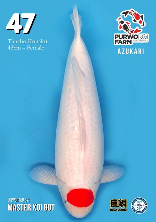 Lelang Koi Online, Jual Beli Ikan Koi, Pusat Jual Beli Koi, Info Lelang Koi Hari Ini, Platform Jual Beli Koi, Jual Beli Ikan Koi Online, Marketplace Ikan Koi, Jual Koi Terbaik, Tempat Beli Koi Berkualitas, Pasar Ikan Koi Online Terpercaya, Penjual Ikan Koi Terpercaya, Beli Koi Hias Online, Ikan Koi untuk Dijual, Koi Kualitas Terbaik, Toko Online Ikan Koi, Koi Hias Untuk Dijual, Jual Beli Ikan Koi Lokal, Koi Indonesia Online, Pusat Jual Beli Koi Terbesar