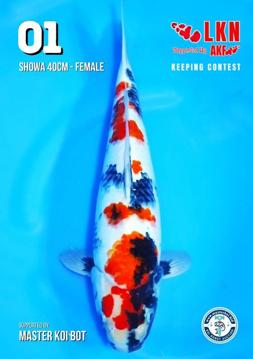 Lelang Koi Online, Jual Beli Ikan Koi, Pusat Jual Beli Koi, Info Lelang Koi Hari Ini, Platform Jual Beli Koi, Jual Beli Ikan Koi Online, Marketplace Ikan Koi, Jual Koi Terbaik, Tempat Beli Koi Berkualitas, Pasar Ikan Koi Online Terpercaya, Penjual Ikan Koi Terpercaya, Beli Koi Hias Online, Ikan Koi untuk Dijual, Koi Kualitas Terbaik, Toko Online Ikan Koi, Koi Hias Untuk Dijual, Jual Beli Ikan Koi Lokal, Koi Indonesia Online, Pusat Jual Beli Koi Terbesar