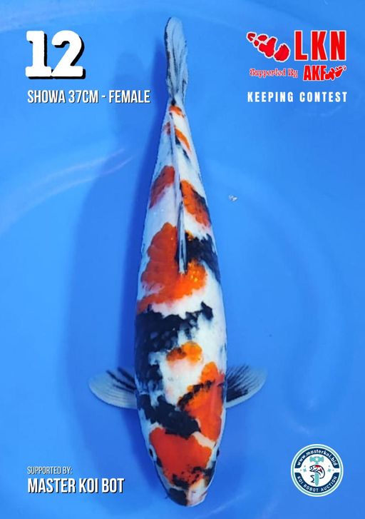Lelang Koi Online, Jual Beli Ikan Koi, Pusat Jual Beli Koi, Info Lelang Koi Hari Ini, Platform Jual Beli Koi, Jual Beli Ikan Koi Online, Marketplace Ikan Koi, Jual Koi Terbaik, Tempat Beli Koi Berkualitas, Pasar Ikan Koi Online Terpercaya, Penjual Ikan Koi Terpercaya, Beli Koi Hias Online, Ikan Koi untuk Dijual, Koi Kualitas Terbaik, Toko Online Ikan Koi, Koi Hias Untuk Dijual, Jual Beli Ikan Koi Lokal, Koi Indonesia Online, Pusat Jual Beli Koi Terbesar