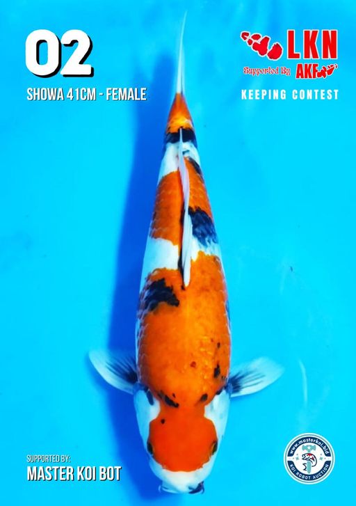 Lelang Koi Online, Jual Beli Ikan Koi, Pusat Jual Beli Koi, Info Lelang Koi Hari Ini, Platform Jual Beli Koi, Jual Beli Ikan Koi Online, Marketplace Ikan Koi, Jual Koi Terbaik, Tempat Beli Koi Berkualitas, Pasar Ikan Koi Online Terpercaya, Penjual Ikan Koi Terpercaya, Beli Koi Hias Online, Ikan Koi untuk Dijual, Koi Kualitas Terbaik, Toko Online Ikan Koi, Koi Hias Untuk Dijual, Jual Beli Ikan Koi Lokal, Koi Indonesia Online, Pusat Jual Beli Koi Terbesar