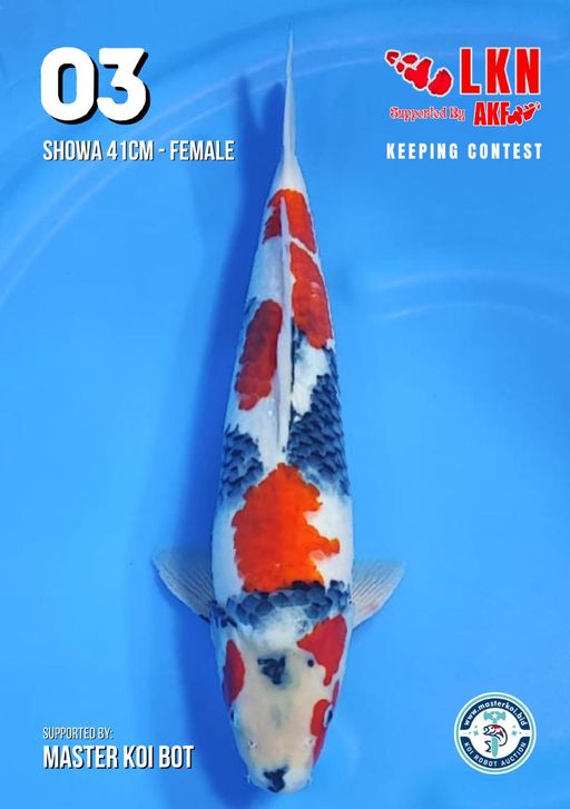 Lelang Koi Online, Jual Beli Ikan Koi, Pusat Jual Beli Koi, Info Lelang Koi Hari Ini, Platform Jual Beli Koi, Jual Beli Ikan Koi Online, Marketplace Ikan Koi, Jual Koi Terbaik, Tempat Beli Koi Berkualitas, Pasar Ikan Koi Online Terpercaya, Penjual Ikan Koi Terpercaya, Beli Koi Hias Online, Ikan Koi untuk Dijual, Koi Kualitas Terbaik, Toko Online Ikan Koi, Koi Hias Untuk Dijual, Jual Beli Ikan Koi Lokal, Koi Indonesia Online, Pusat Jual Beli Koi Terbesar