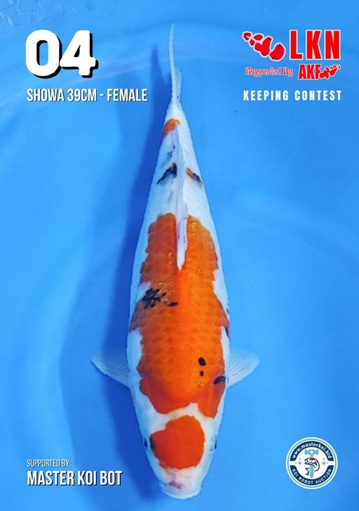 Lelang Koi Online, Jual Beli Ikan Koi, Pusat Jual Beli Koi, Info Lelang Koi Hari Ini, Platform Jual Beli Koi, Jual Beli Ikan Koi Online, Marketplace Ikan Koi, Jual Koi Terbaik, Tempat Beli Koi Berkualitas, Pasar Ikan Koi Online Terpercaya, Penjual Ikan Koi Terpercaya, Beli Koi Hias Online, Ikan Koi untuk Dijual, Koi Kualitas Terbaik, Toko Online Ikan Koi, Koi Hias Untuk Dijual, Jual Beli Ikan Koi Lokal, Koi Indonesia Online, Pusat Jual Beli Koi Terbesar