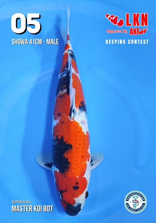 Lelang Koi Online, Jual Beli Ikan Koi, Pusat Jual Beli Koi, Info Lelang Koi Hari Ini, Platform Jual Beli Koi, Jual Beli Ikan Koi Online, Marketplace Ikan Koi, Jual Koi Terbaik, Tempat Beli Koi Berkualitas, Pasar Ikan Koi Online Terpercaya, Penjual Ikan Koi Terpercaya, Beli Koi Hias Online, Ikan Koi untuk Dijual, Koi Kualitas Terbaik, Toko Online Ikan Koi, Koi Hias Untuk Dijual, Jual Beli Ikan Koi Lokal, Koi Indonesia Online, Pusat Jual Beli Koi Terbesar