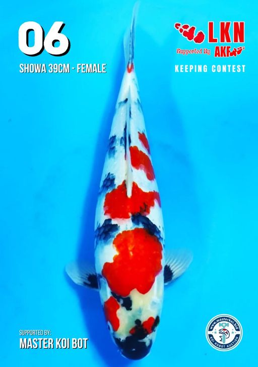 Lelang Koi Online, Jual Beli Ikan Koi, Pusat Jual Beli Koi, Info Lelang Koi Hari Ini, Platform Jual Beli Koi, Jual Beli Ikan Koi Online, Marketplace Ikan Koi, Jual Koi Terbaik, Tempat Beli Koi Berkualitas, Pasar Ikan Koi Online Terpercaya, Penjual Ikan Koi Terpercaya, Beli Koi Hias Online, Ikan Koi untuk Dijual, Koi Kualitas Terbaik, Toko Online Ikan Koi, Koi Hias Untuk Dijual, Jual Beli Ikan Koi Lokal, Koi Indonesia Online, Pusat Jual Beli Koi Terbesar