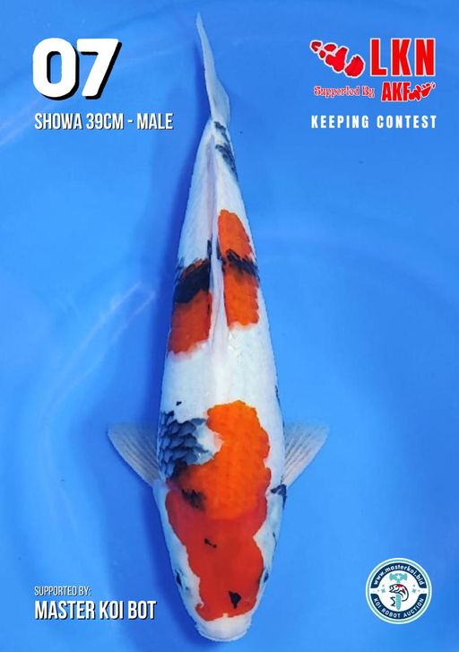 Lelang Koi Online, Jual Beli Ikan Koi, Pusat Jual Beli Koi, Info Lelang Koi Hari Ini, Platform Jual Beli Koi, Jual Beli Ikan Koi Online, Marketplace Ikan Koi, Jual Koi Terbaik, Tempat Beli Koi Berkualitas, Pasar Ikan Koi Online Terpercaya, Penjual Ikan Koi Terpercaya, Beli Koi Hias Online, Ikan Koi untuk Dijual, Koi Kualitas Terbaik, Toko Online Ikan Koi, Koi Hias Untuk Dijual, Jual Beli Ikan Koi Lokal, Koi Indonesia Online, Pusat Jual Beli Koi Terbesar