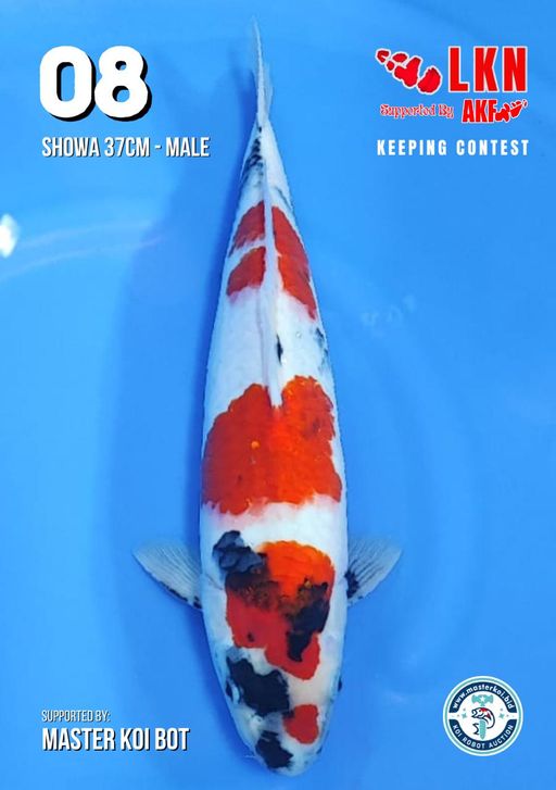 Lelang Koi Online, Jual Beli Ikan Koi, Pusat Jual Beli Koi, Info Lelang Koi Hari Ini, Platform Jual Beli Koi, Jual Beli Ikan Koi Online, Marketplace Ikan Koi, Jual Koi Terbaik, Tempat Beli Koi Berkualitas, Pasar Ikan Koi Online Terpercaya, Penjual Ikan Koi Terpercaya, Beli Koi Hias Online, Ikan Koi untuk Dijual, Koi Kualitas Terbaik, Toko Online Ikan Koi, Koi Hias Untuk Dijual, Jual Beli Ikan Koi Lokal, Koi Indonesia Online, Pusat Jual Beli Koi Terbesar
